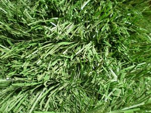 um�l� v�no�n� strome�ek na v�noce